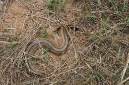 Diversité faunistique Balandran - Couleuvre à échelons (Zamenis scalaris) entrant dans un trou de campagnol